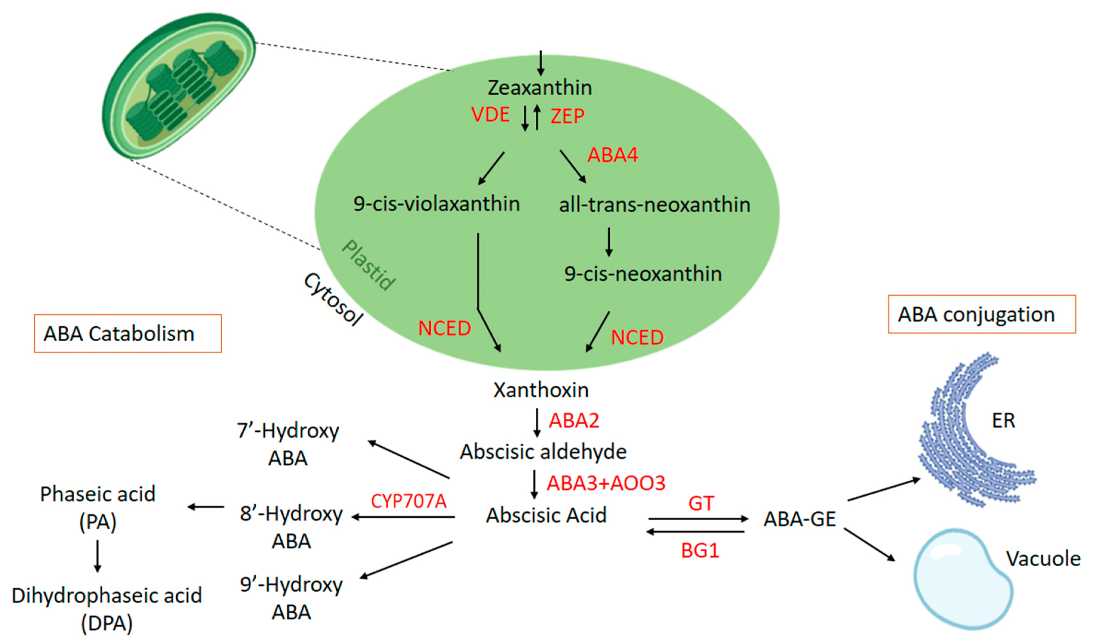 abscisic-acid-aba-analysis-service1.webp