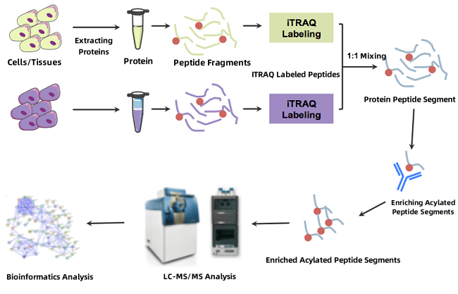 acetylation-quantitative-proteomics-service1.png