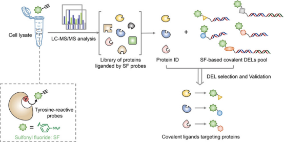 activity-based-protein-profiling12.png