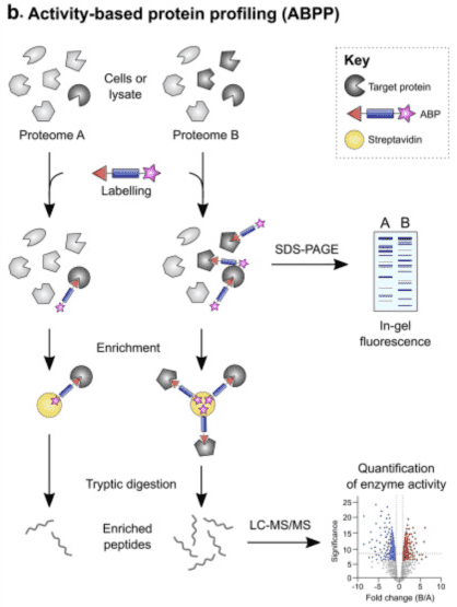 activity-based-protein-profiling9.png