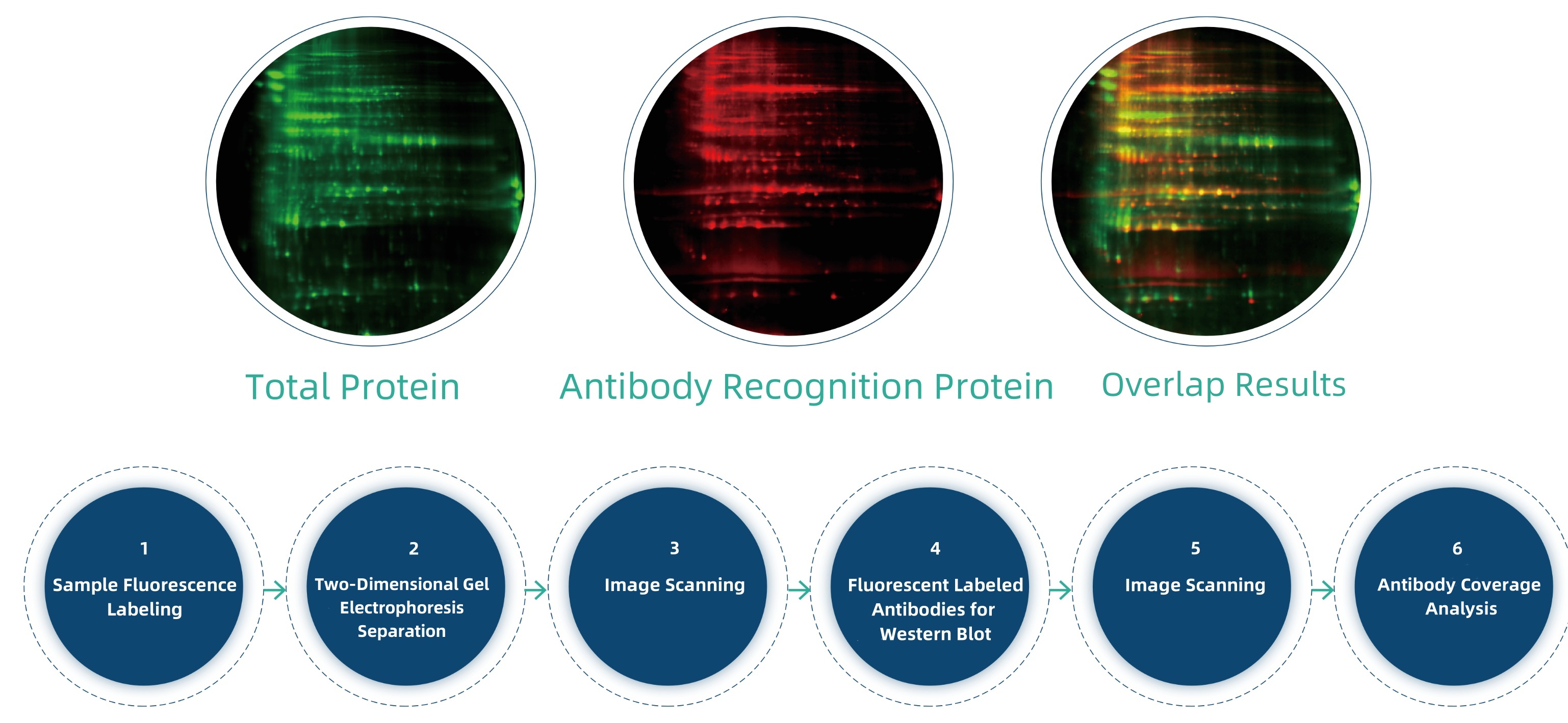 analysis-of-2d-dige-antibody-coverage1.jpg