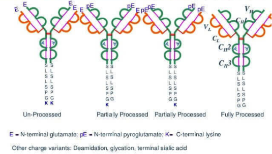 analysis-of-antibody-c-terminal-lysine-k-deletion-ratio1.png