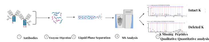 analysis-of-antibody-c-terminal-lysine-k-deletion-ratio2.png