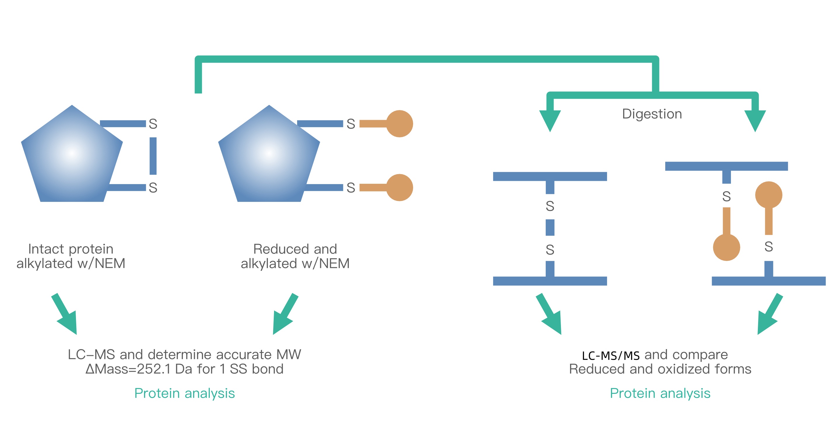 analysis-of-disulfide-bond-localization1.jpg