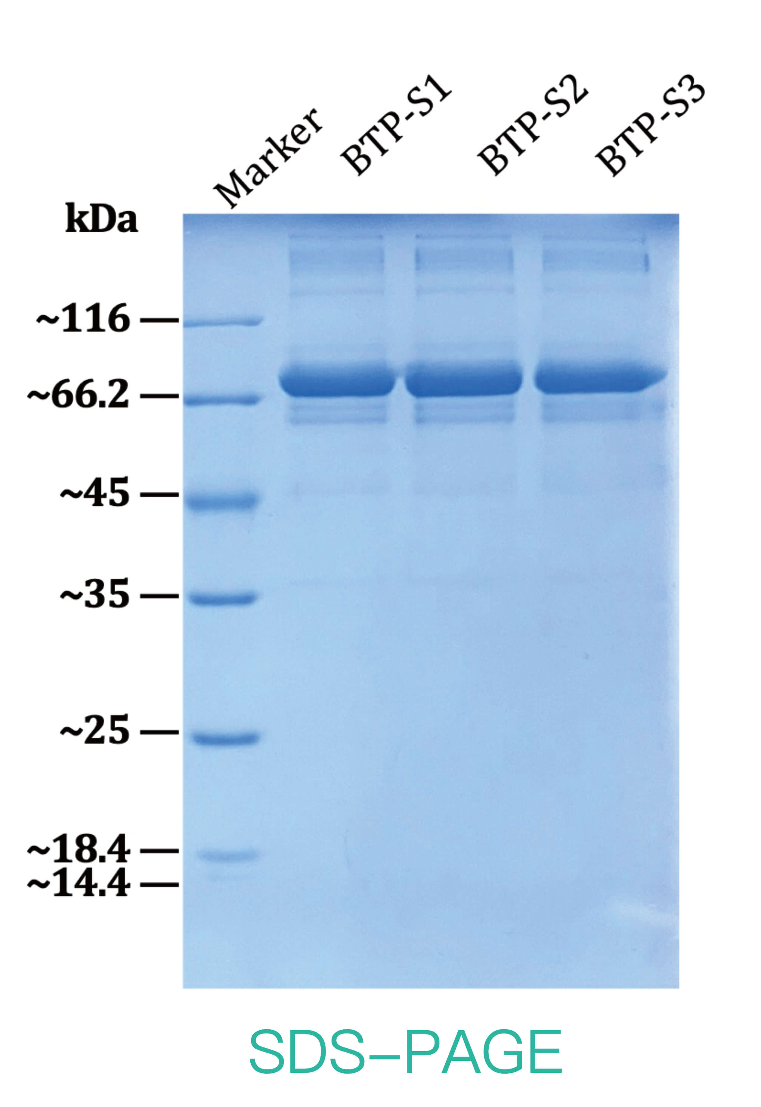 analysis-of-molecular-size-variability-based-on-sds-page1.jpg