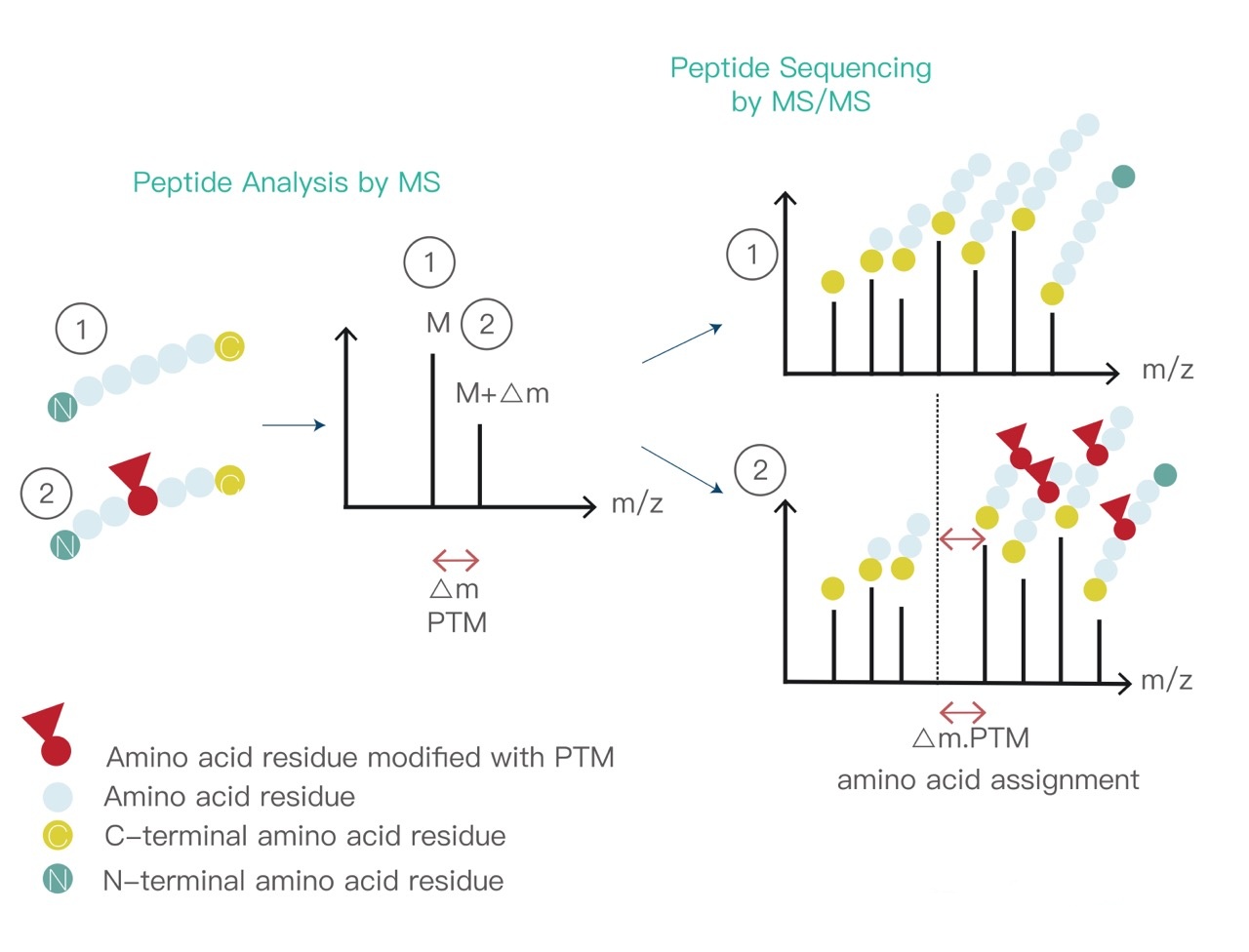 analysis-of-other-post-translational-modification1.jpg