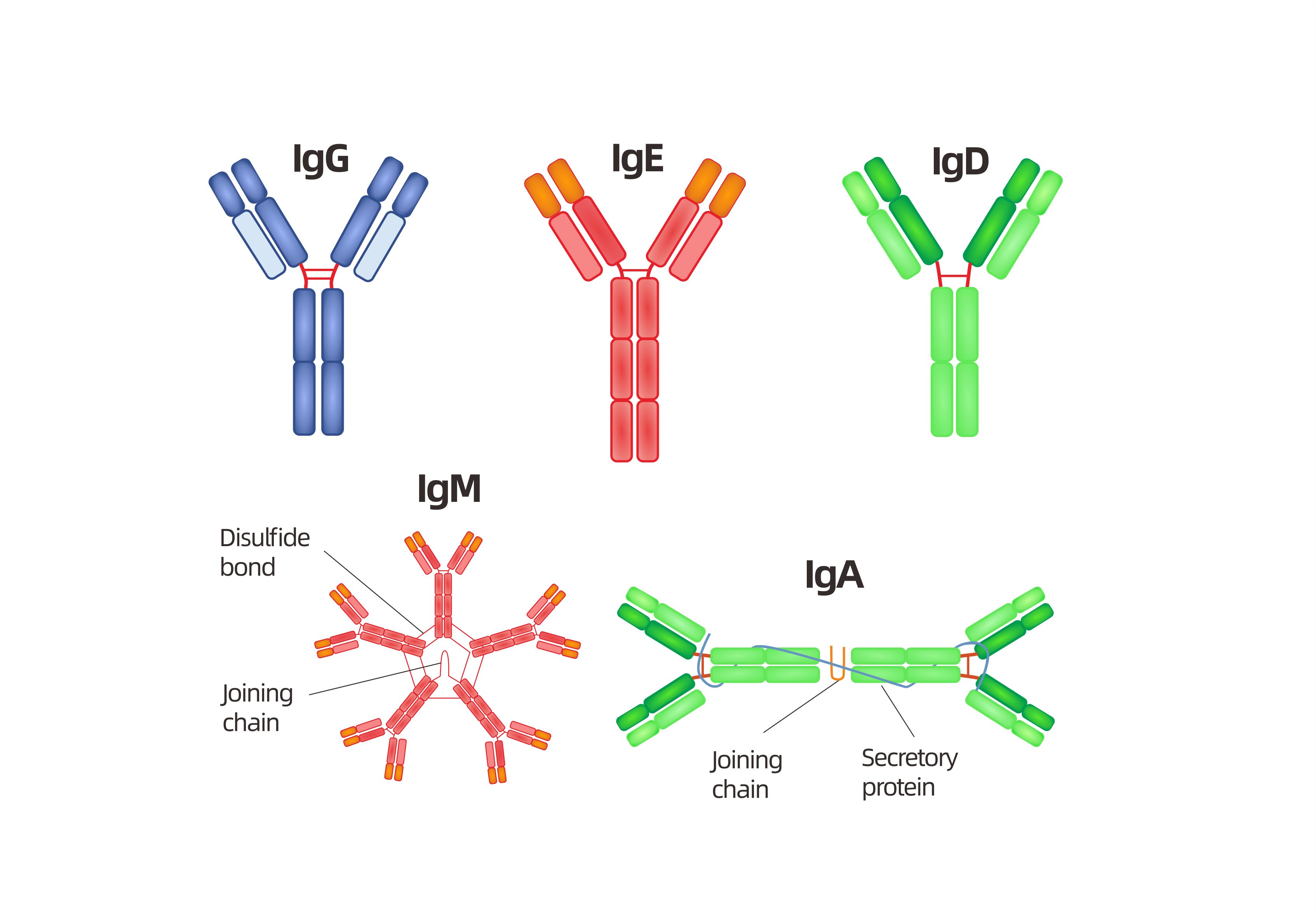 antibody-de-novo-seq-service1.png