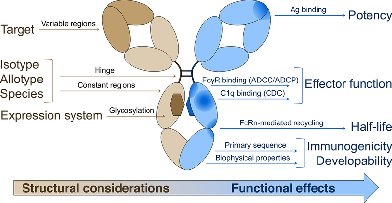 antibody-drug-analysis1.png