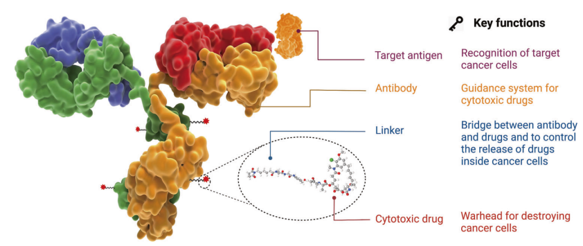 antibody-drug-conjugate-sequencing-service1.PNG