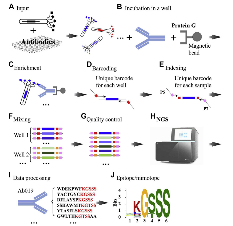 antibody-epitope-mapping-analysis-service1.PNG