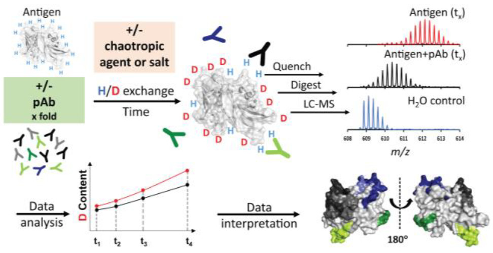 antibody-epitope-mapping-service1.jpeg