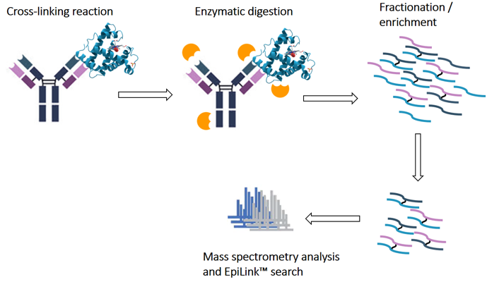 antibody-epitope-mapping1.png