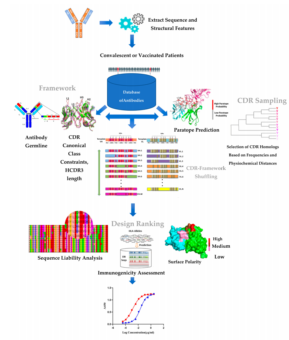 antibody-light-and-heavy-chain-sequencing-service1.PNG