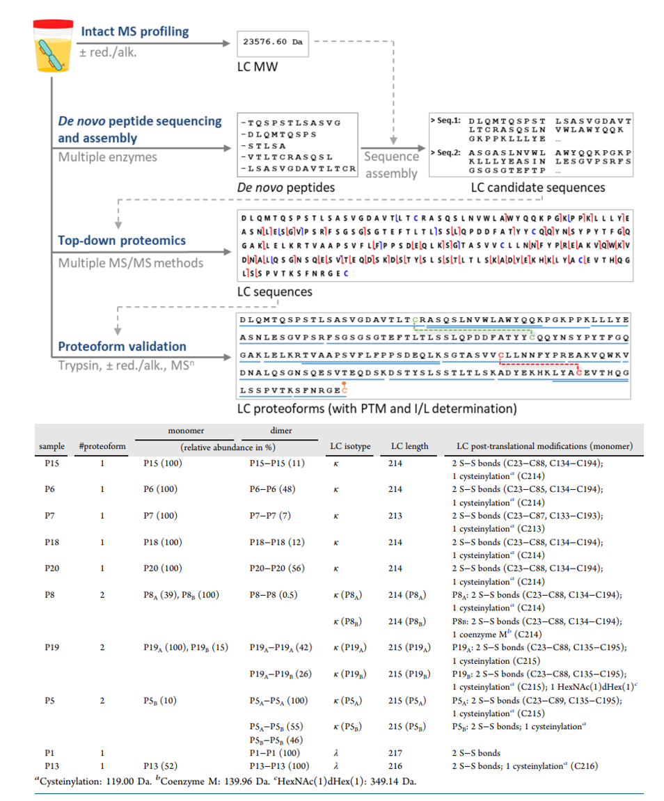 antibody-light-and-heavy-chain-sequencing-service2.PNG