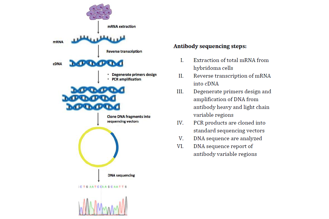 antibody-sequencing-service-by-pcr1.png