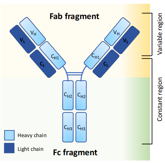 antibody-sequencing-service1.PNG