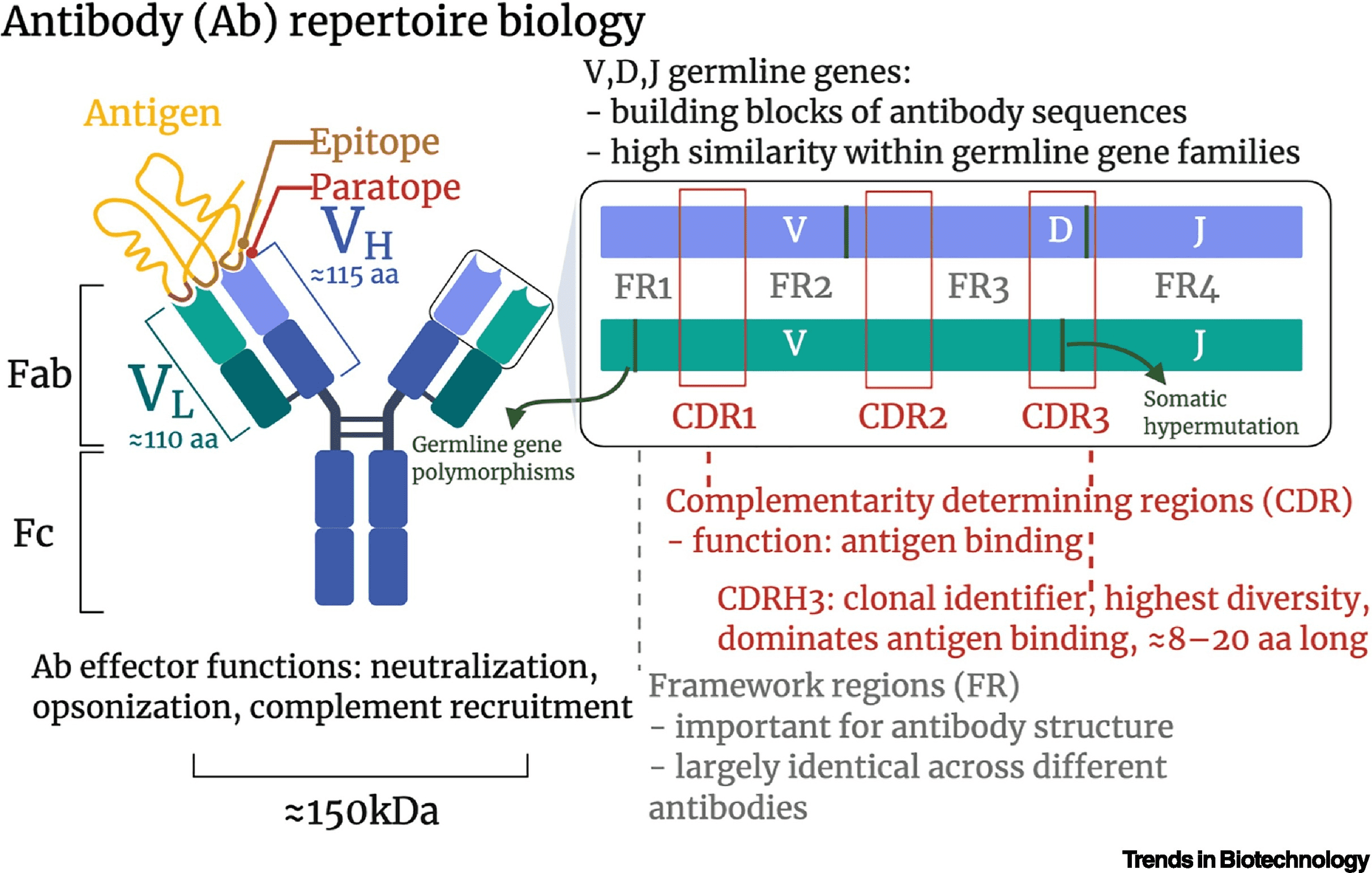 antibody-sequencing1.png