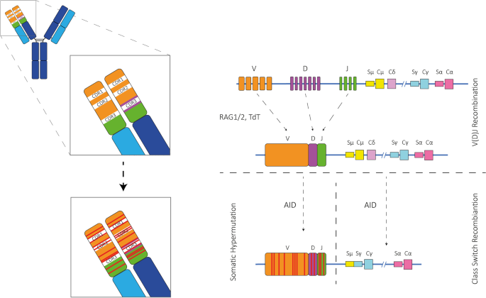 antibody-sequencing2.png