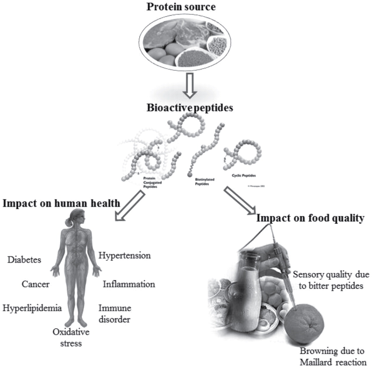 bioactive-peptide-component-identification-and-quantification1.jpg