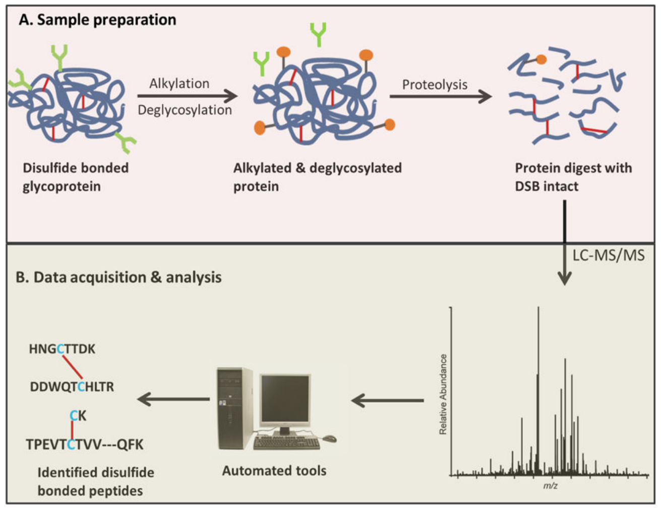 biopharmaceutical-disulfide-bond-analysis-service1.png