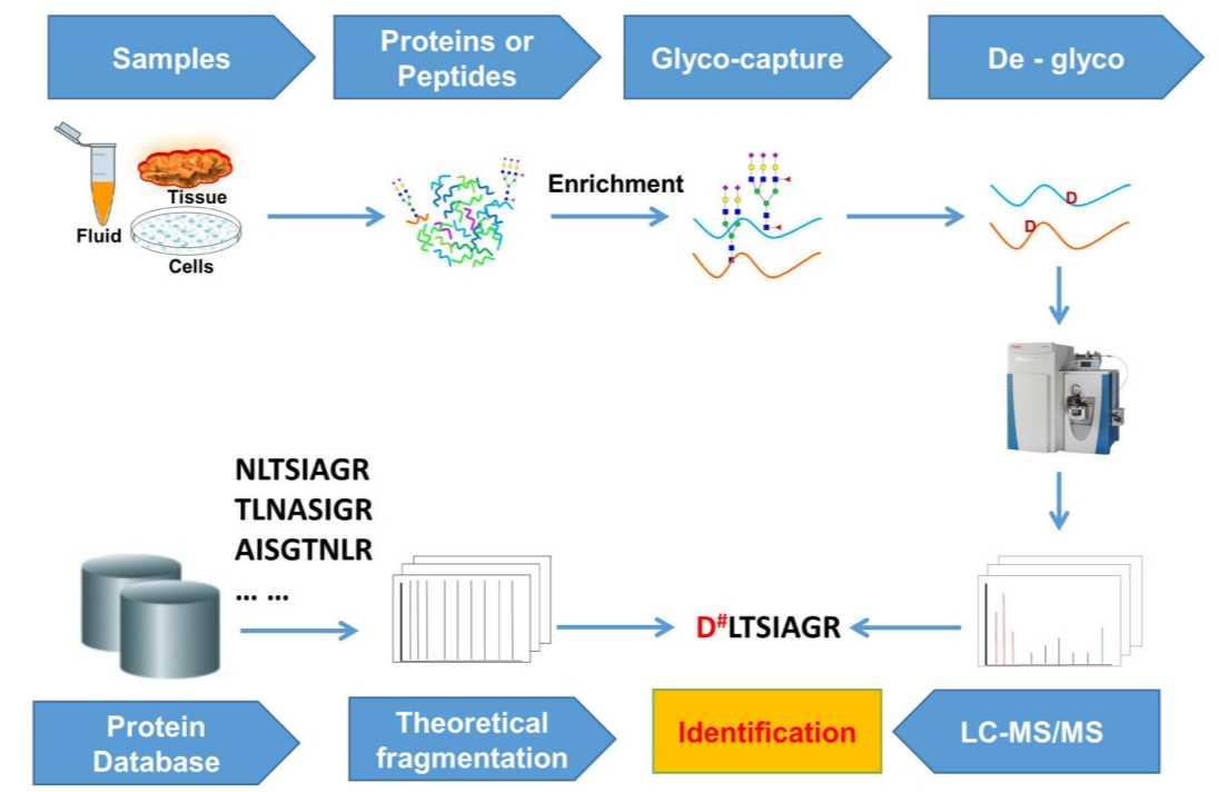 biopharmaceutical-glycosylation-site-analysis-service1.png