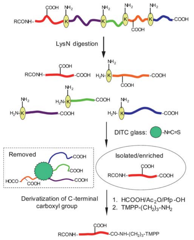 biopharmaceutical-n-terminal-sequencing-service1.PNG