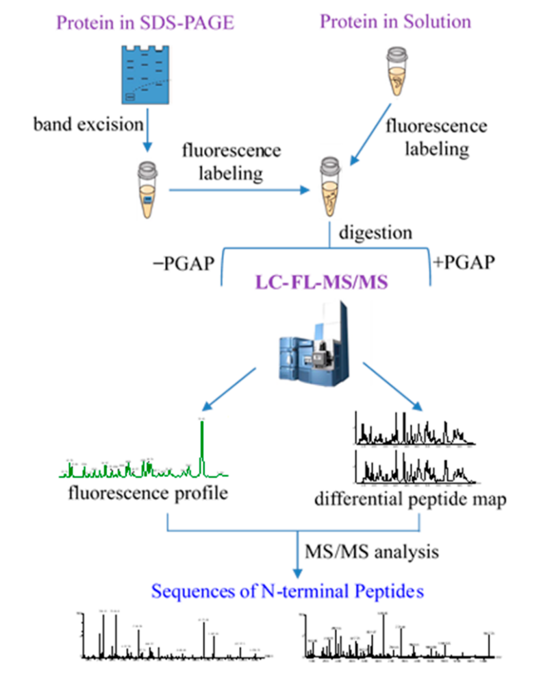 biopharmaceutical-nc-terminal-sequencing-service1.PNG