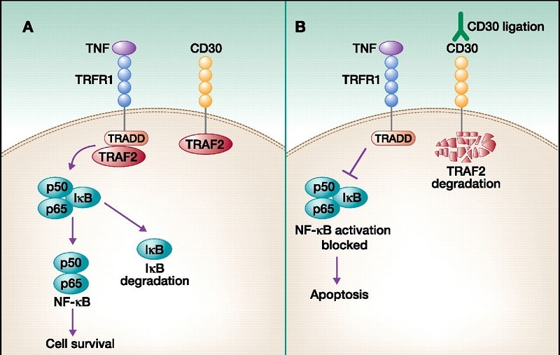 cell-apoptosis1.jpg