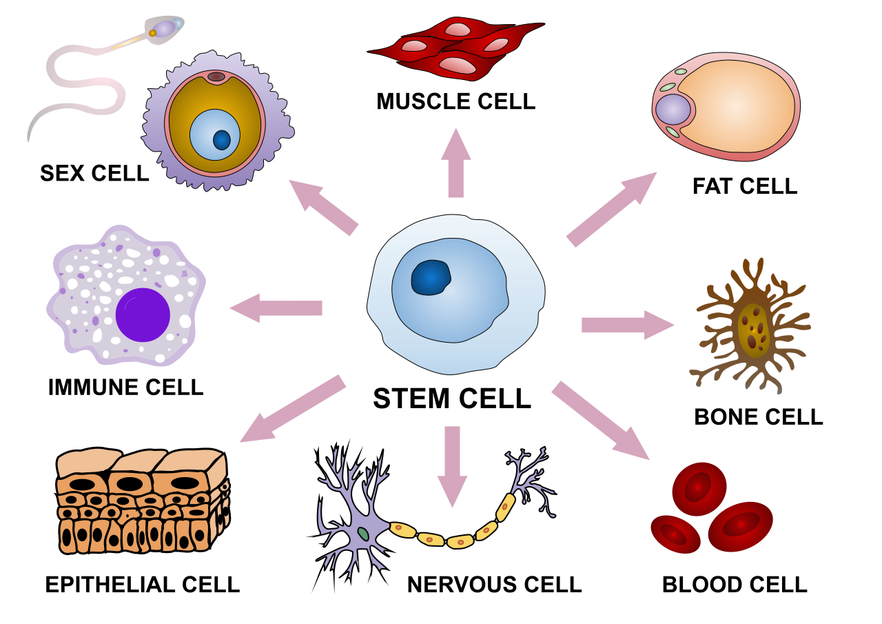 cell-metabolomics-service1.png