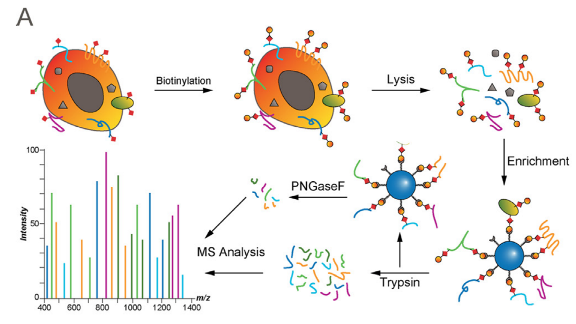 cell-surface-proteomics1.png