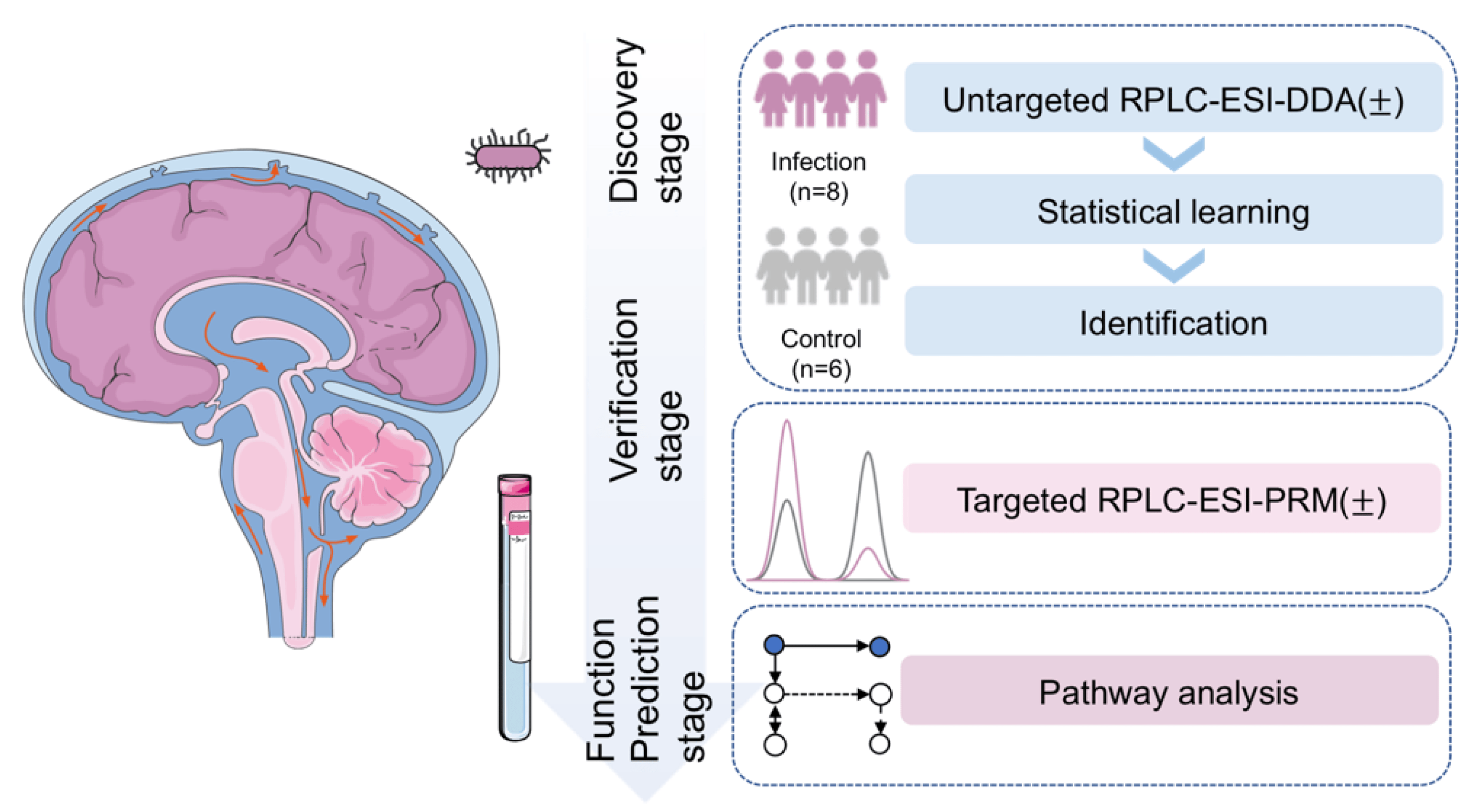 cerebrospinal-fluid-metabolomics-service1.webp