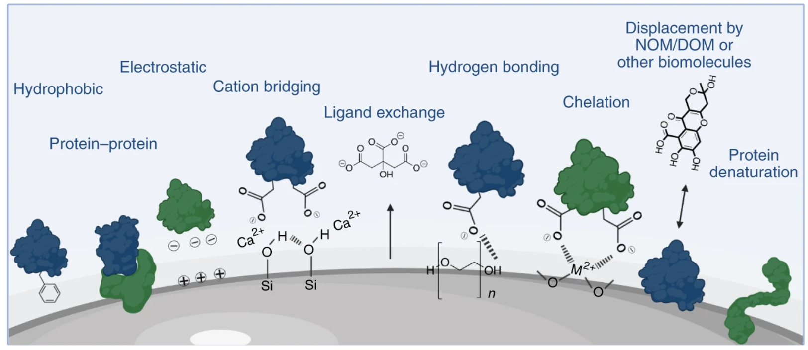 characterization-of-protein-corona1.png