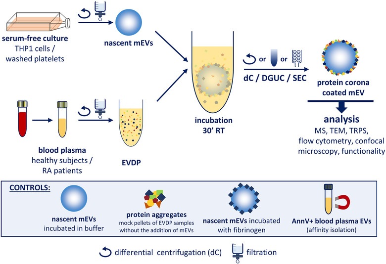 characterization-of-protein-corona10.png