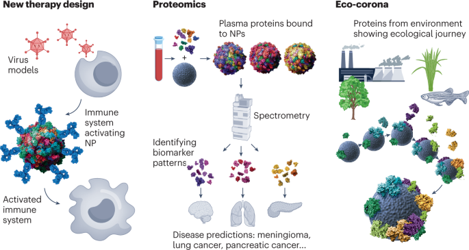 characterization-of-protein-corona11.png