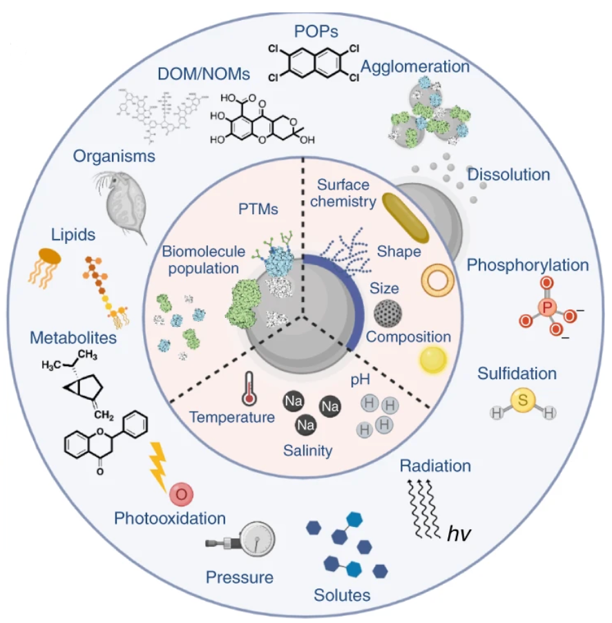 characterization-of-protein-corona2.png