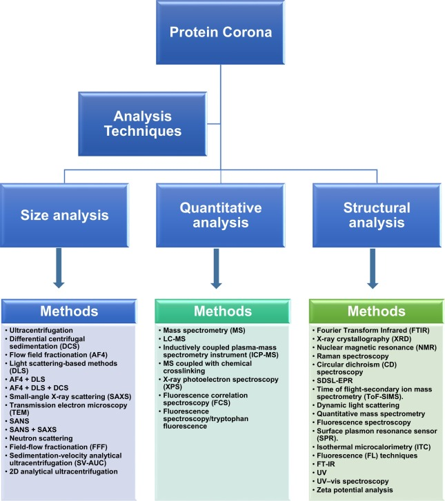 characterization-of-protein-corona3.png