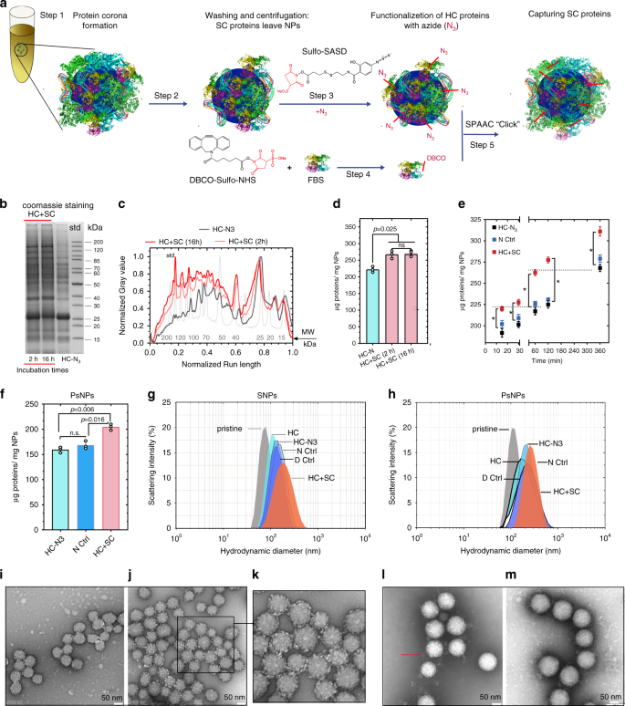 characterization-of-protein-corona6.png