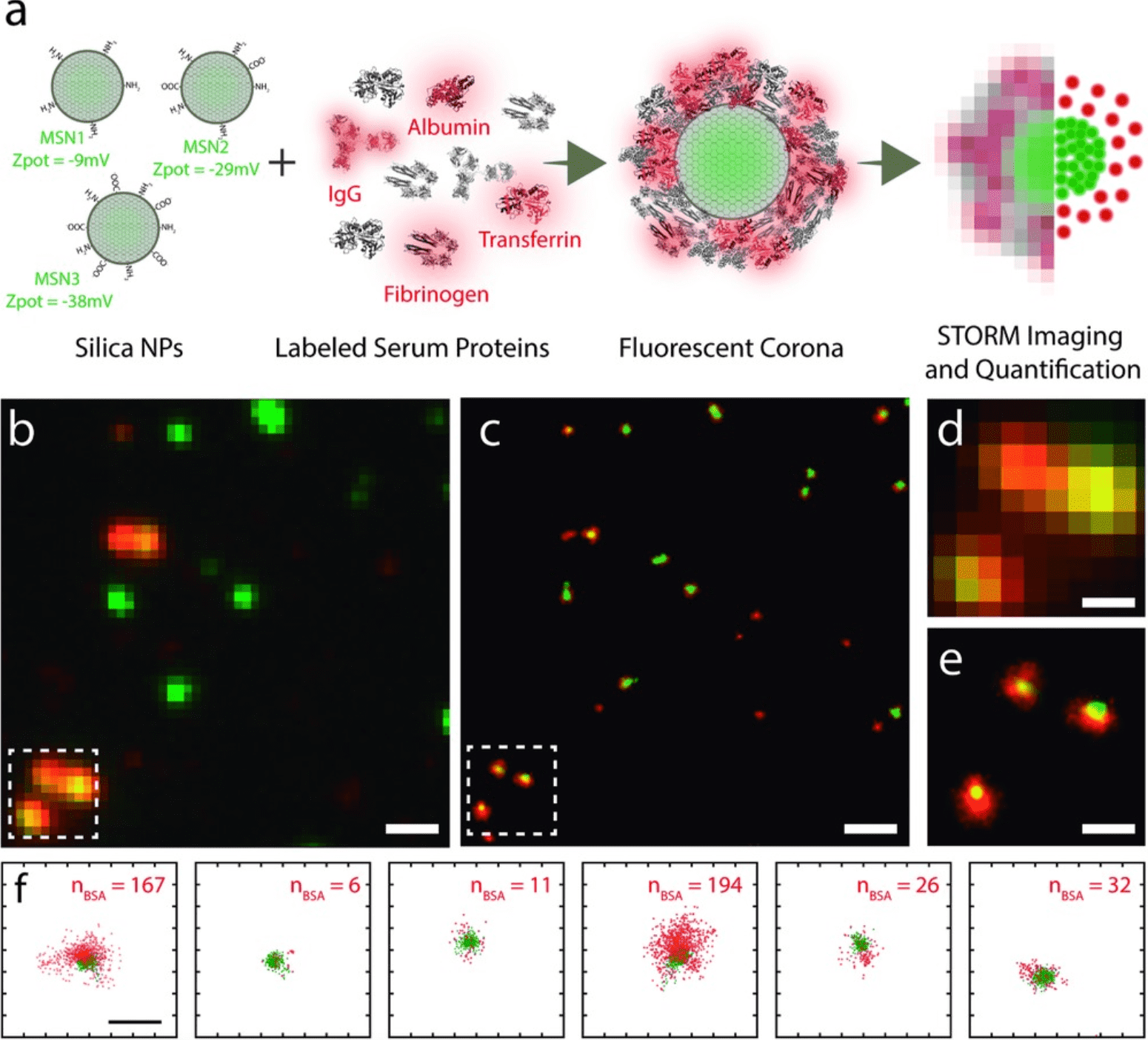 characterization-of-protein-corona7.png