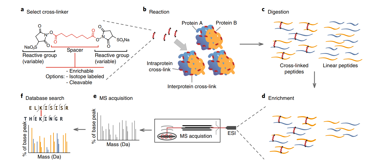 chemical-cross-linking-mass-spectrometry-analysis-service1.png