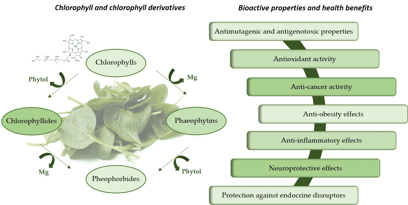 chlorophyll-analysis-service1.png