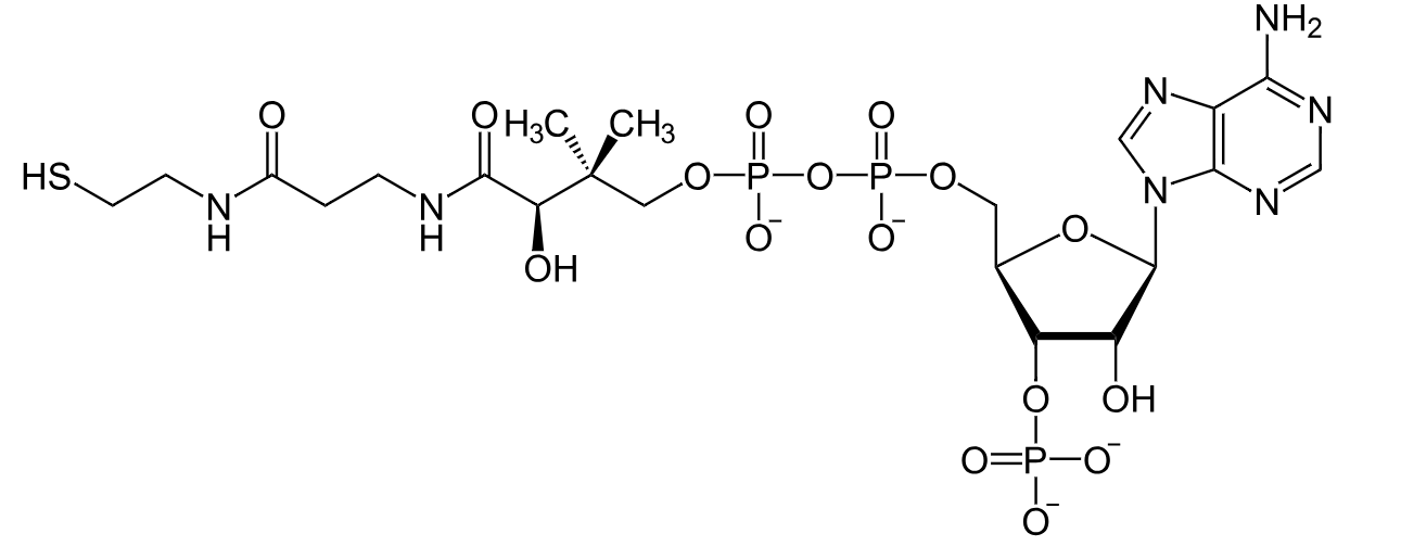 coenzyme-a-coa-analysis-service1.png