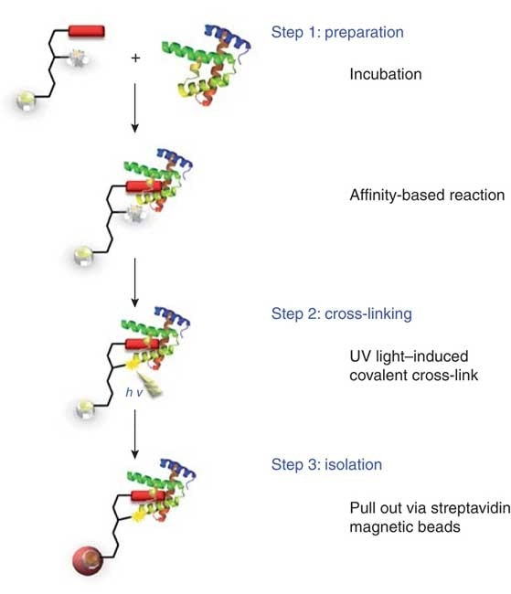 crosslinking-protein-interaction-analysis1.png