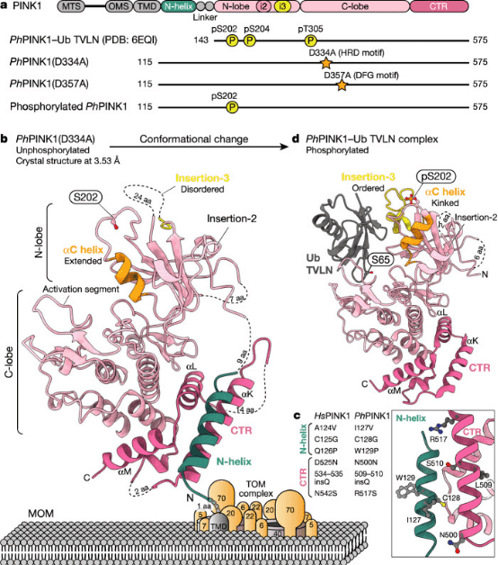 cryo-electron-microscopy-based-drug-design-service7.png