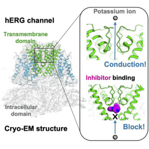 cryo-electron-microscopy-based-drug-design-service8.png