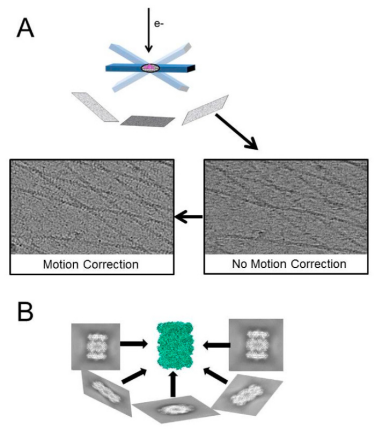 cryo-electron-tomography1.png