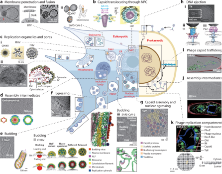 cryo-electron-tomography10.png