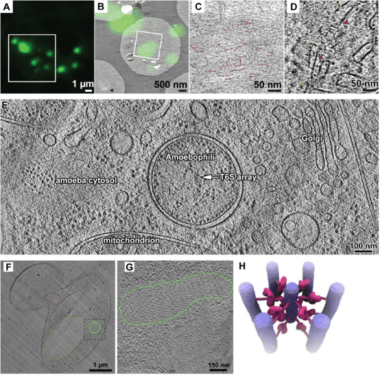 cryo-electron-tomography11.png