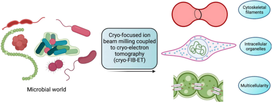 cryo-electron-tomography12.png