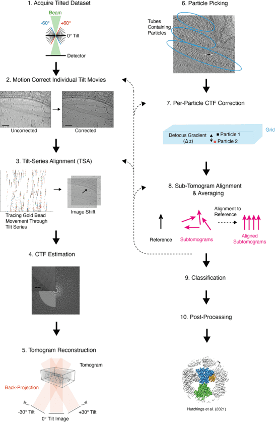 cryo-electron-tomography5.png