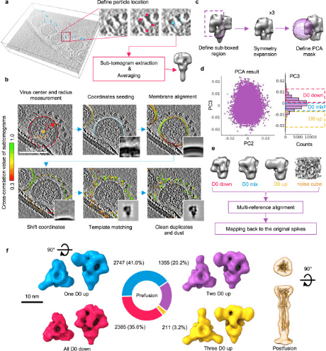 cryo-electron-tomography7.png